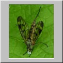 Rhagio sp - Schnepfenfliege 02a.jpg